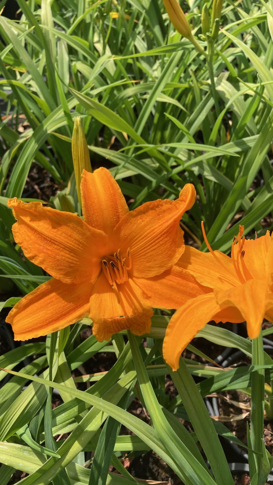 Hemerocallis Çiçeği - Turuncu Ortanca Küçük Boy İthal