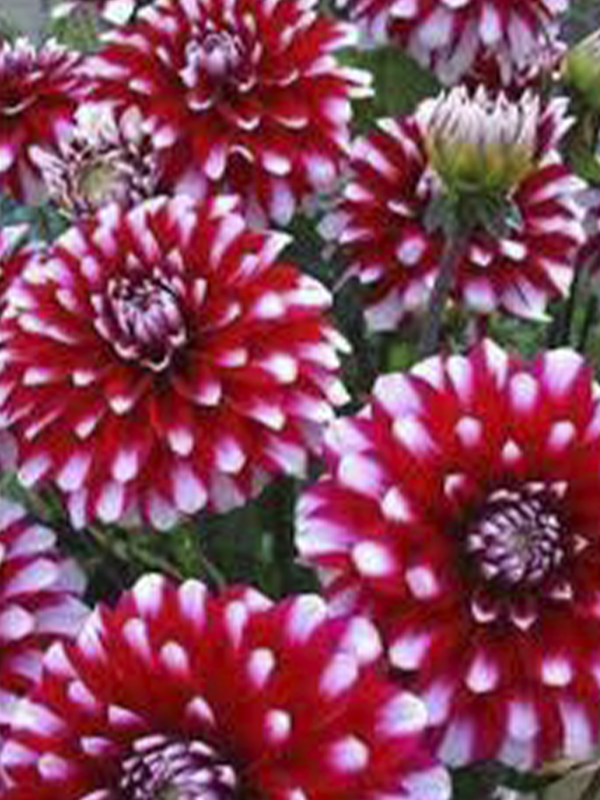 Kırmızı Beyaz Benekli Dahlia 40Cm-60Cm