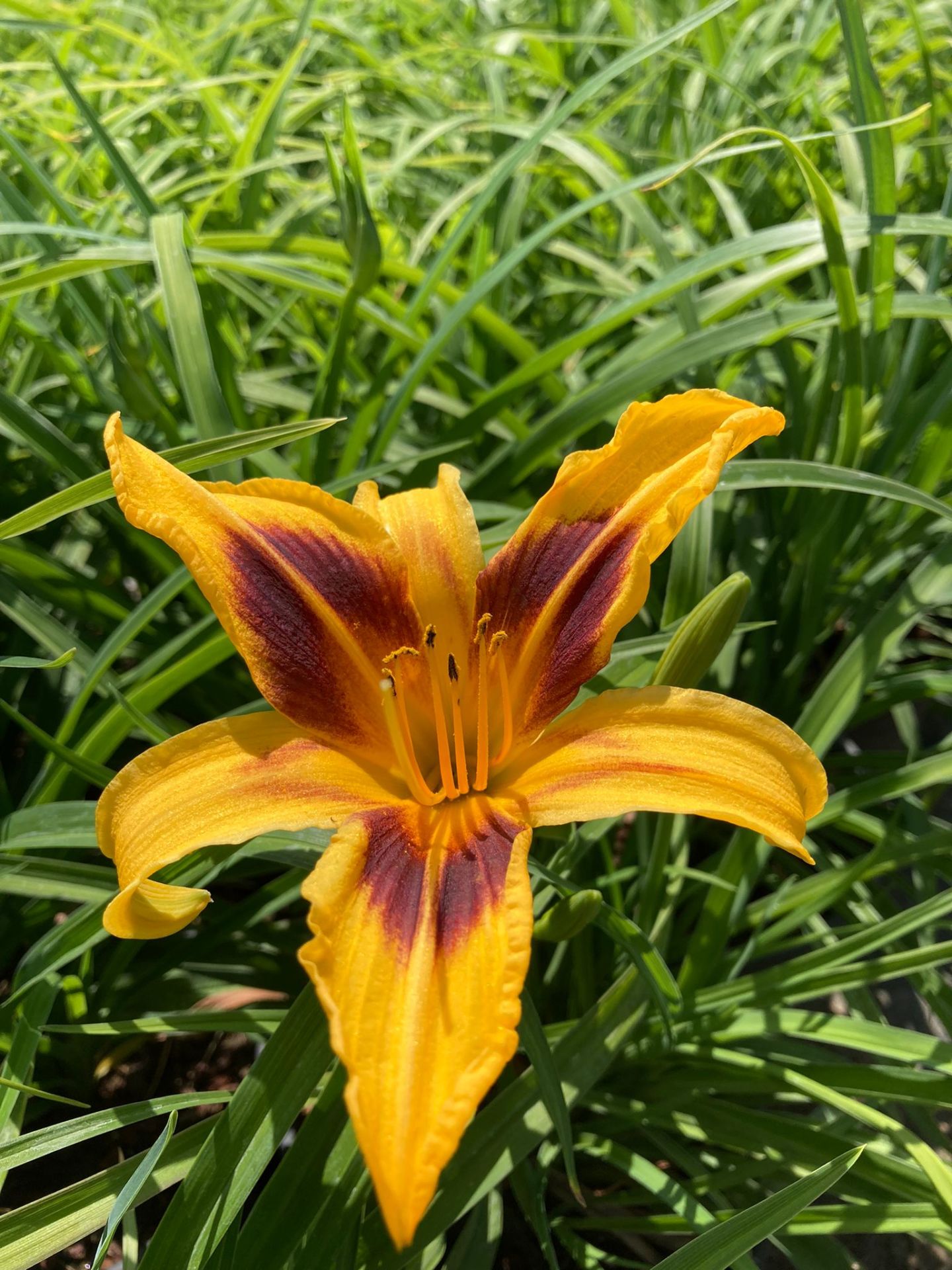 Hemerocallis Çiçeği - Turuncu Kırmızı Ortanca Küçük Boy İthal