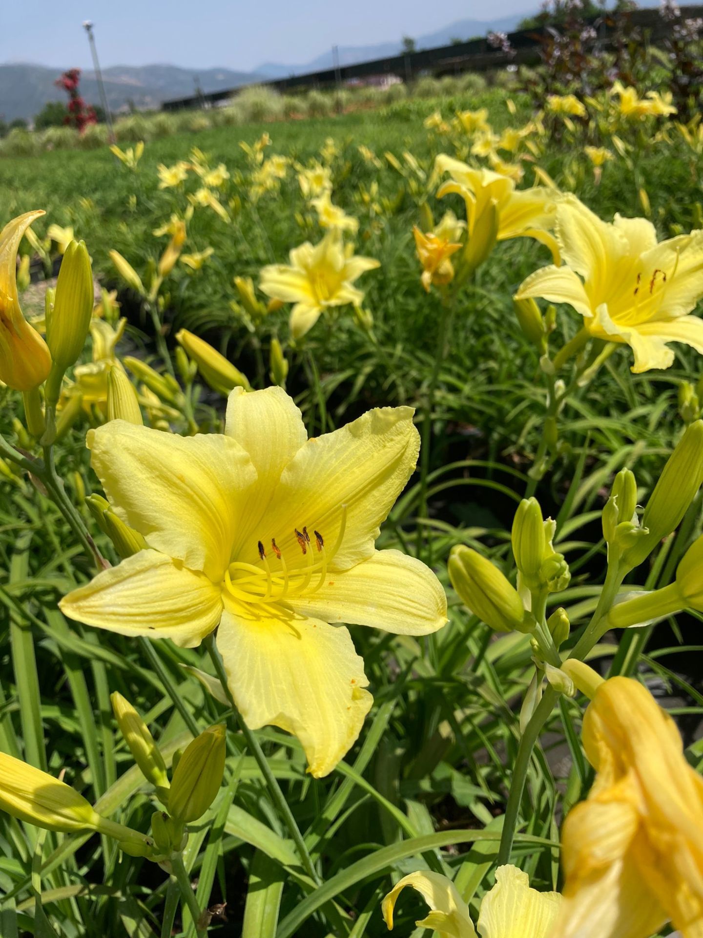 Hemerocallis Çiçeği - Sarı Ortanca Küçük Boy iİhal