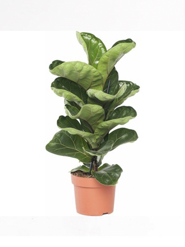Keman Yapraklı Kauçuk Çiçeği Fidanı 40Cm-60Cm