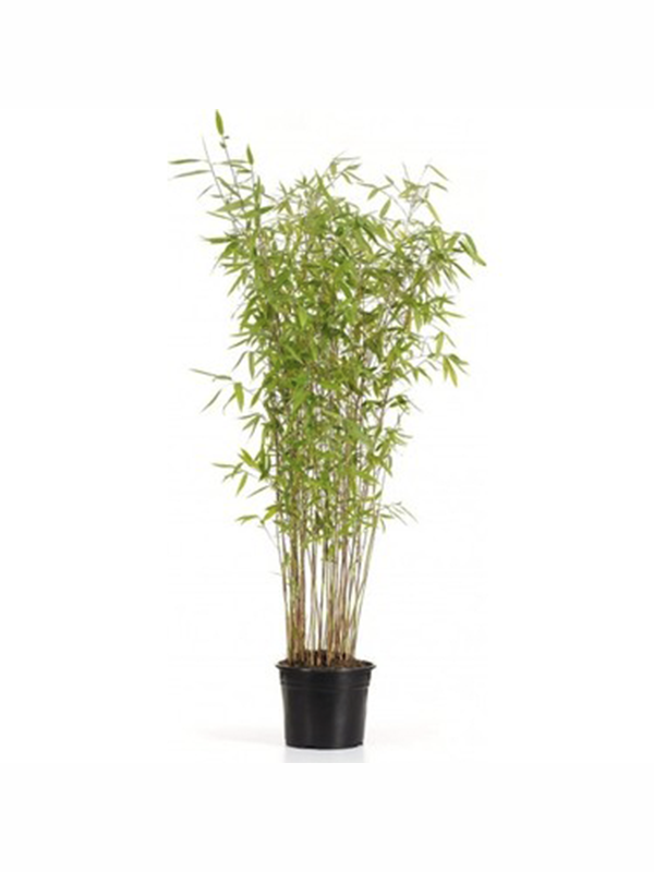 Bambu Fidanı 80Cm-100Cm