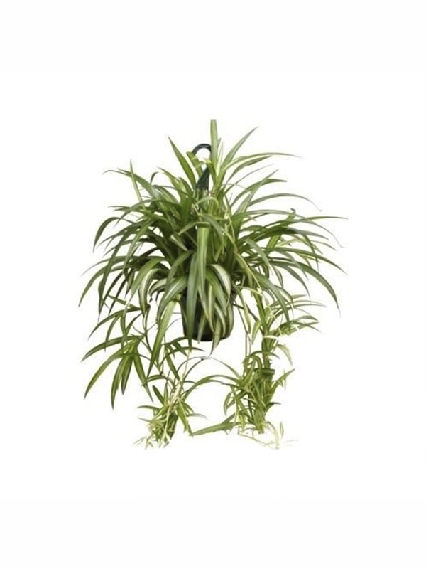 Kurdele Çiçeği Fidanı 20Cm-40Cm