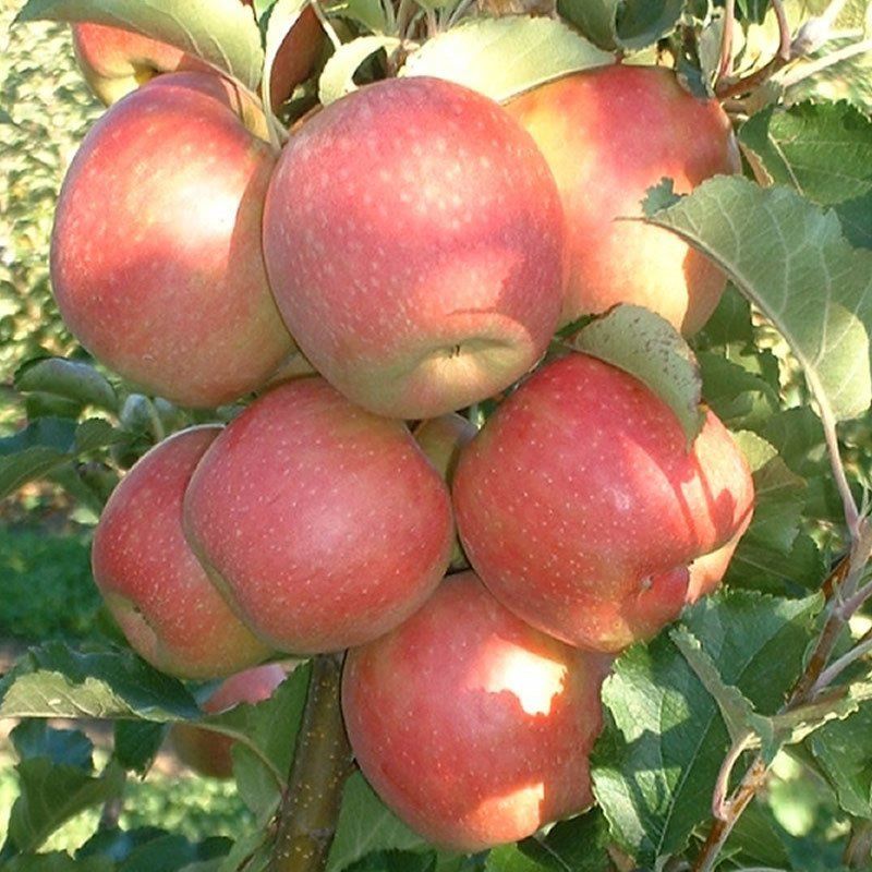 Rose Glow Elma Ağacı 5 Yaş 150-200Cm