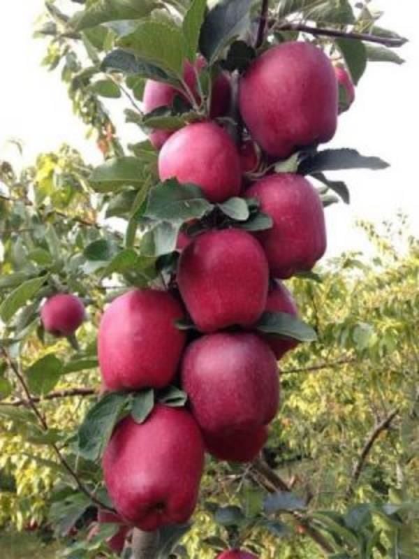 Breaburn Elma Ağacı Fidanı 3 Yaş 100-120Cm