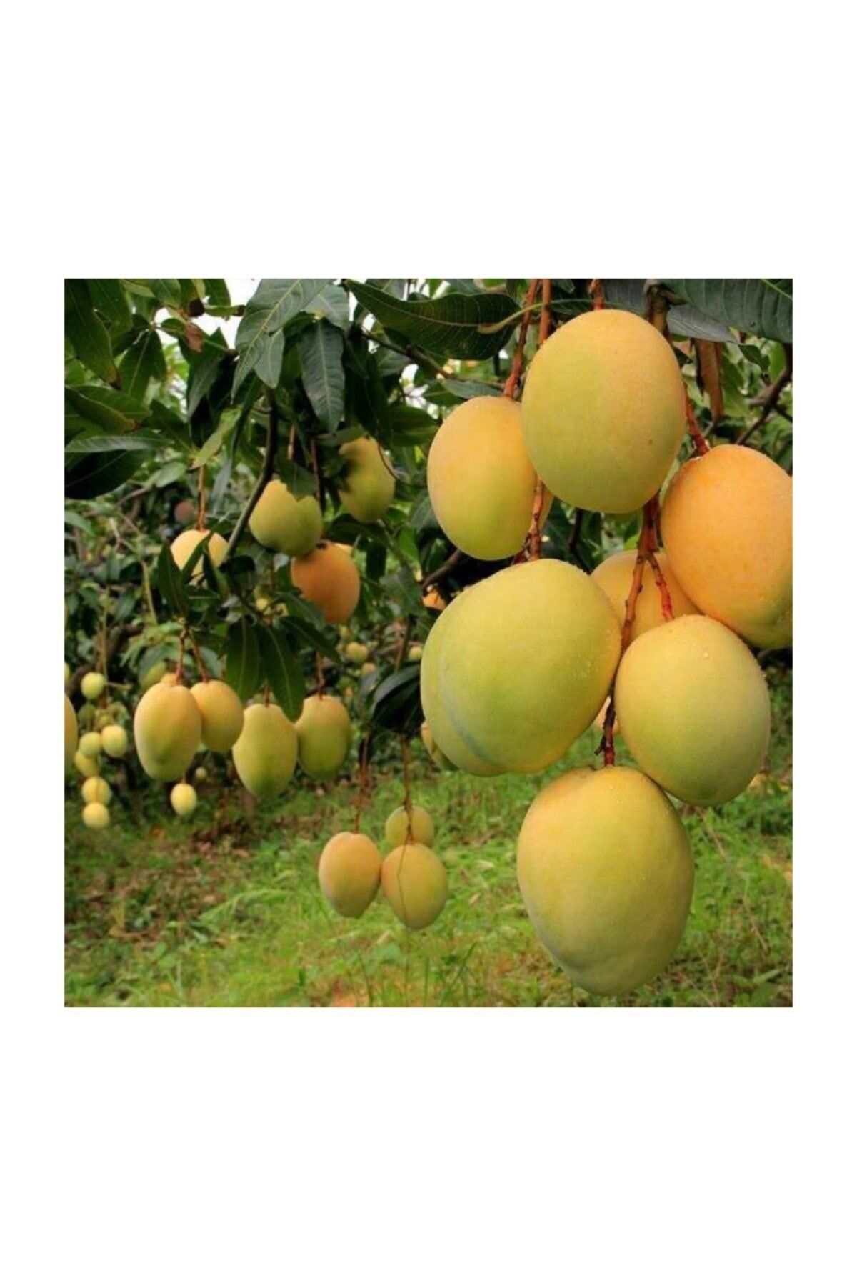 Fecir Mango Fidanı 40 Cm 60 Cm