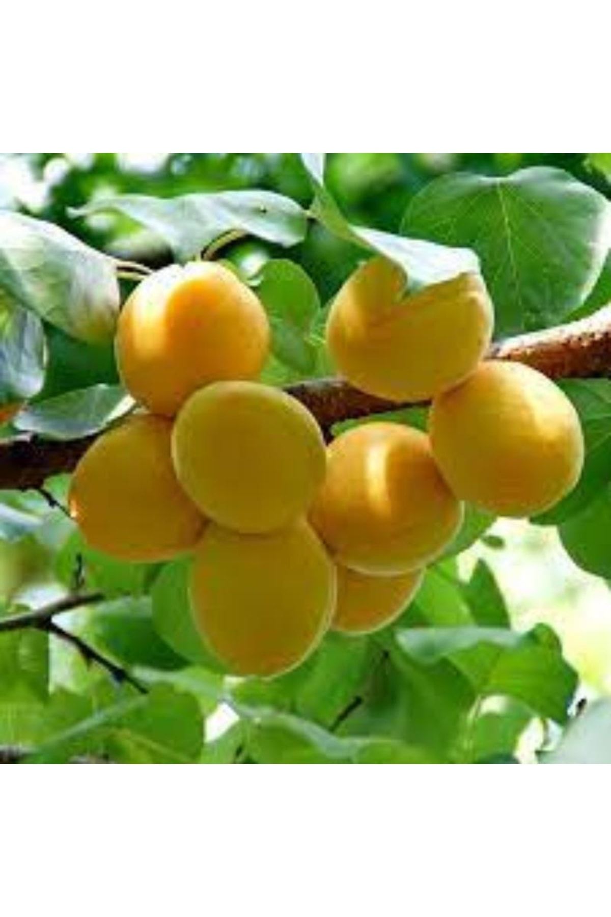 Apricos(Iğdır Şalak) Kayısı Ağacı Fidanı 100-120 Cm 3 Yaş