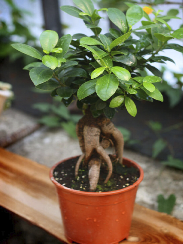 Bonsai Çiçeği Fidanı 20Cm-40Cm