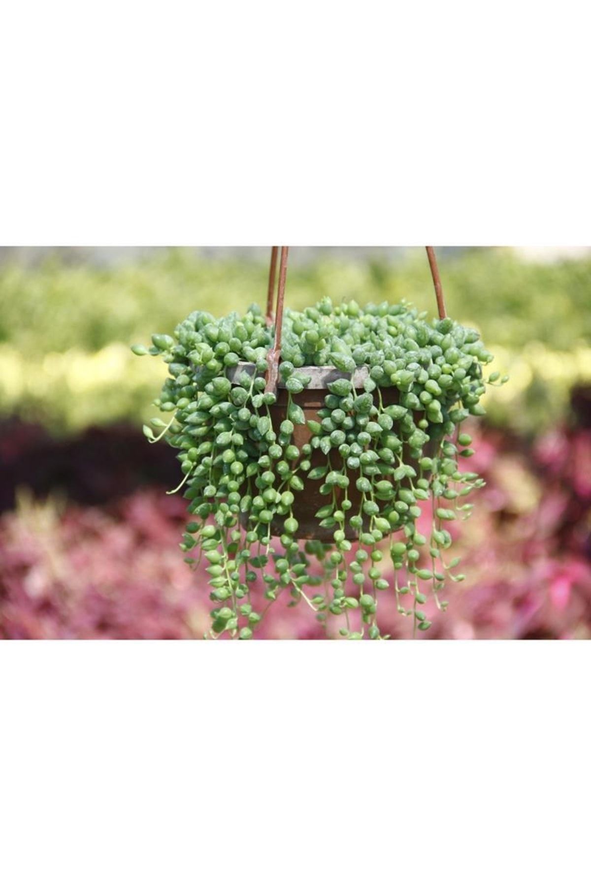 Askılı Tesbih Çiçeği Fidanı 20Cm-40Cm