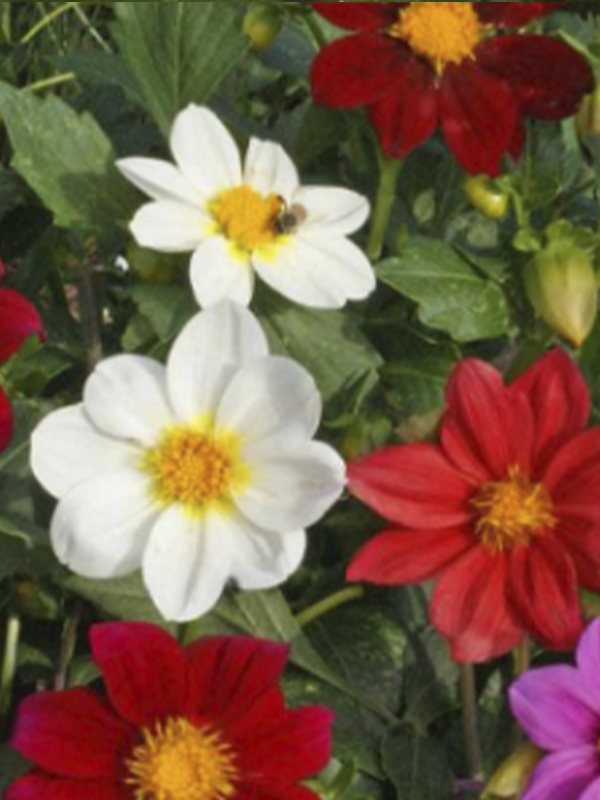 Beyaz Dahlia Fidanı 20 Cm 40 Cm
