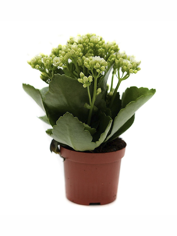 Beyaz Kalanşo Çiçeği 20Cm-40Cm