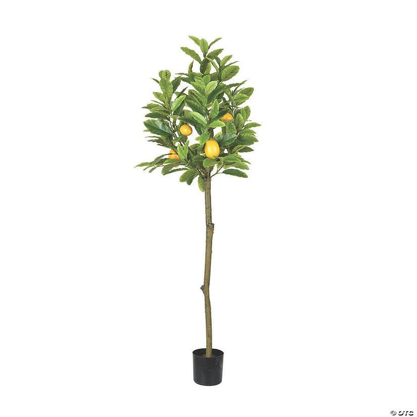 Kıbrıs Limon Ağacı Fidanı 80 Cm 100 Cm (Saksıda)