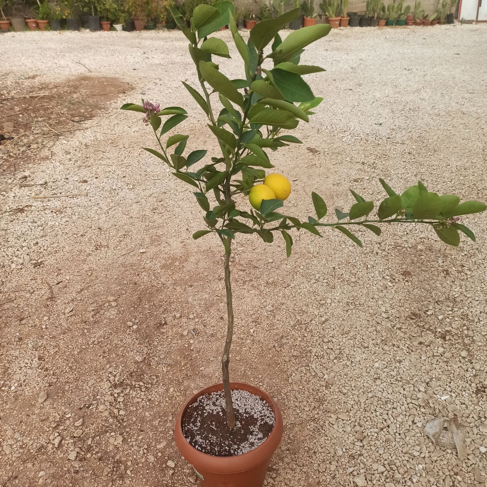 Lime Yeşil Limon Ağacı Fidanı 80 Cm 100 Cm (Saksıda)