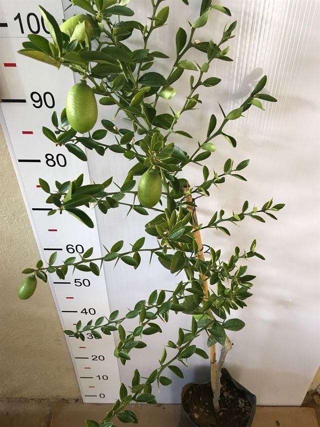 Parmak Limon Ağacı Fidanı 80 Cm 100 Cm (Saksıda)