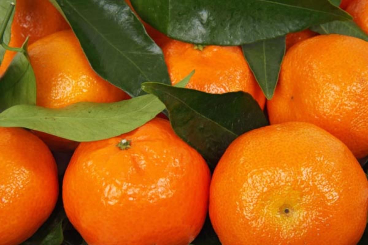 Klemantin King Mandalina 100 Cm 120 Cm