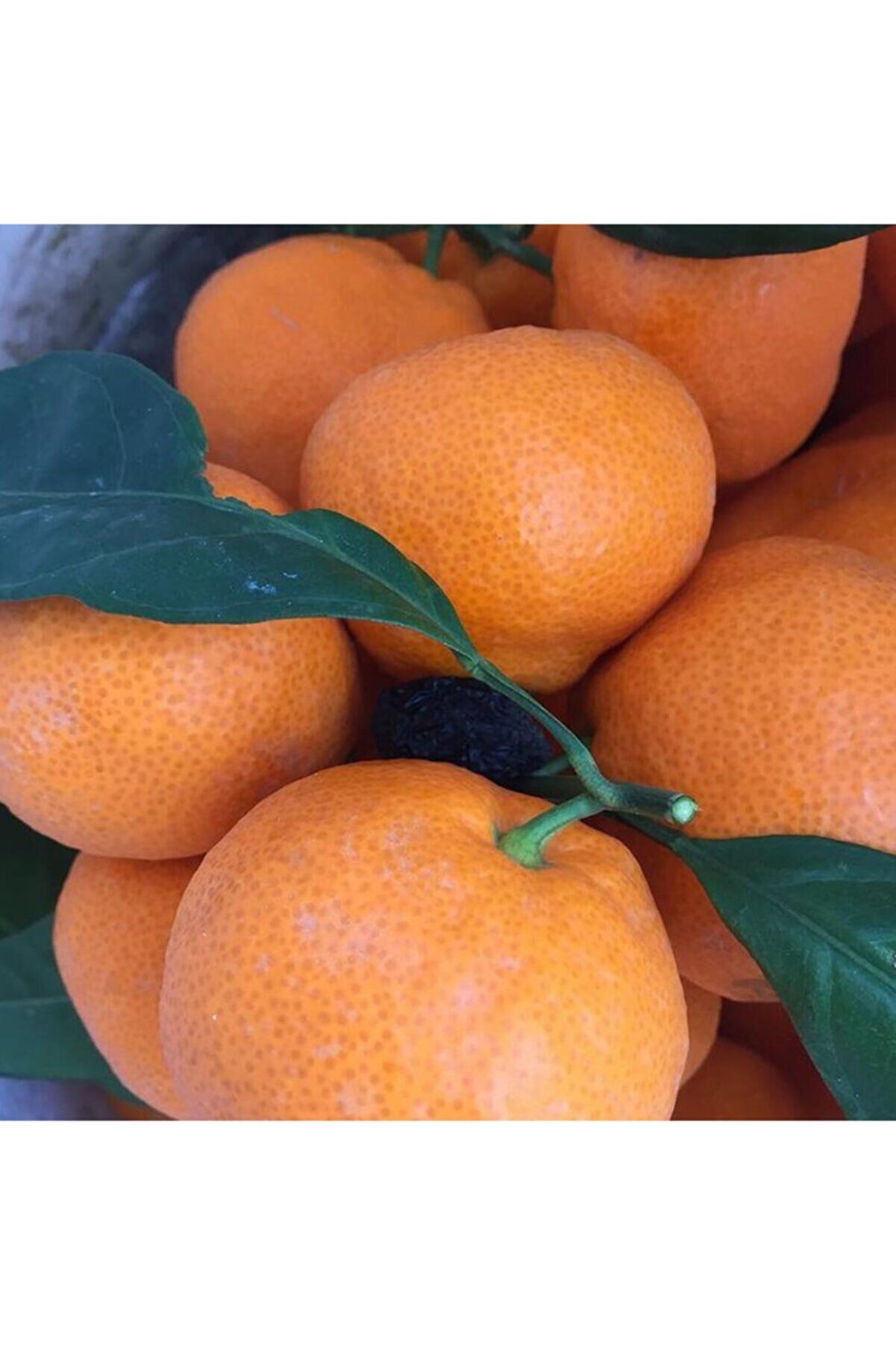 Satsuma Mandalina 150 Cm 200 Cm
