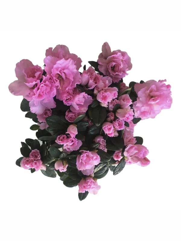 Pembe Açelya Çiçeği 20Cm-40Cm