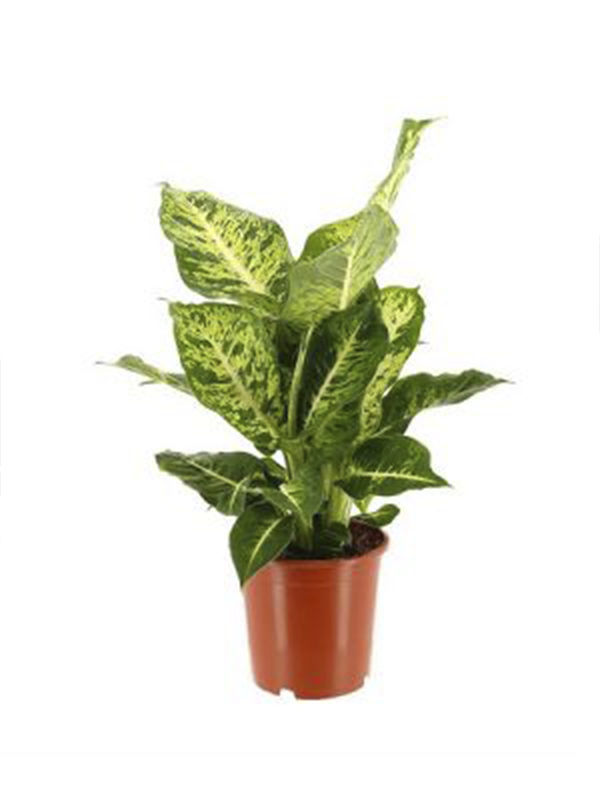 Lekeli Difenbahya 20Cm-40Cm