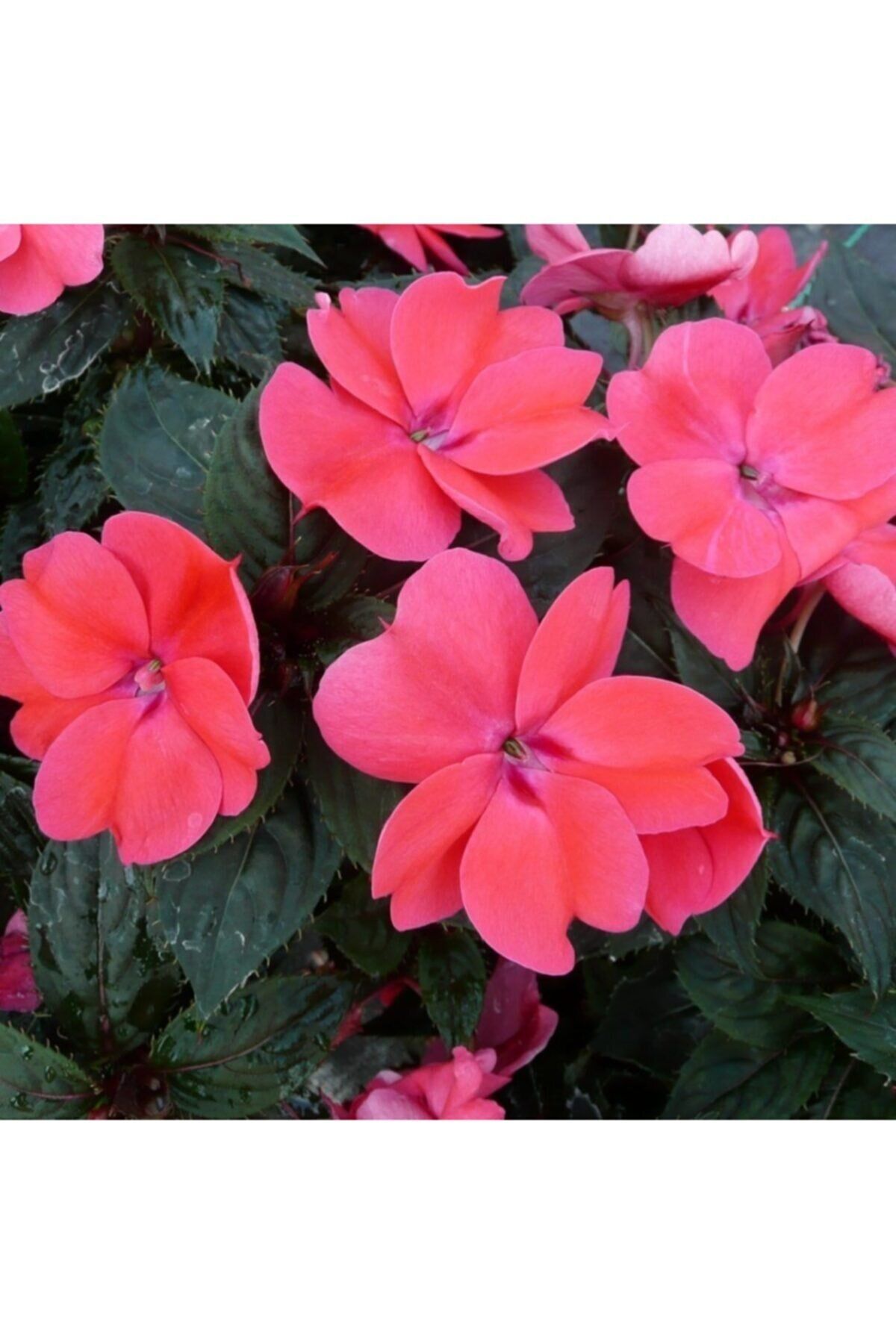 Turuncu Cam Güzeli Fidanı 20Cm-40Cm