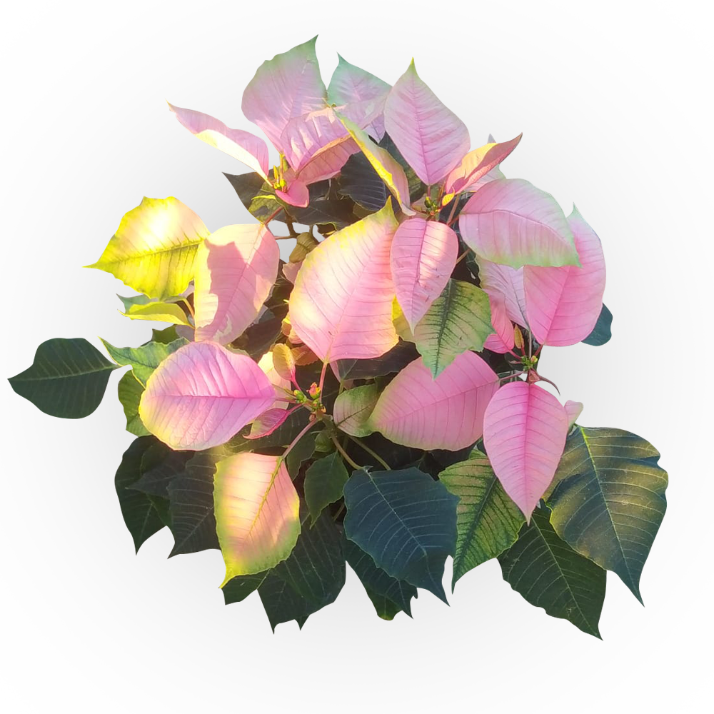 Atatürk Çiçeği - Ponsetya Pembe Renk - 40 cm - 60 cm