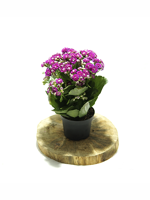 Lila Kalanşo Çiçeği 20Cm-40Cm