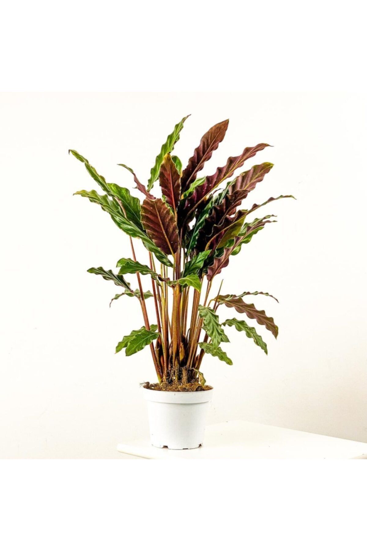 Calathea (Kalatya) Rufibarba Fidanı
