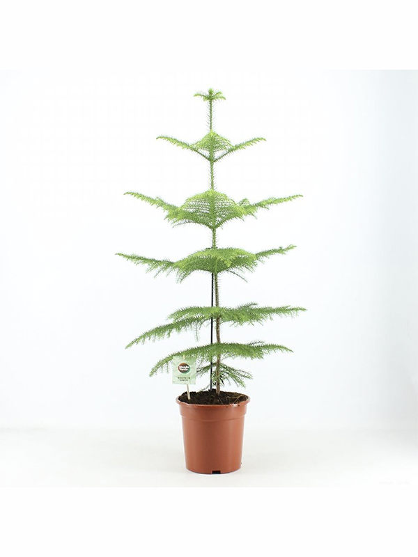 Arokarya Salon Çamı 20Cm-40Cm