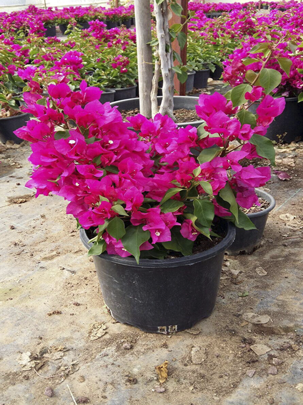 Bodur Begonvil Pembe Büyük Saksı 40 Cm 60 Cm