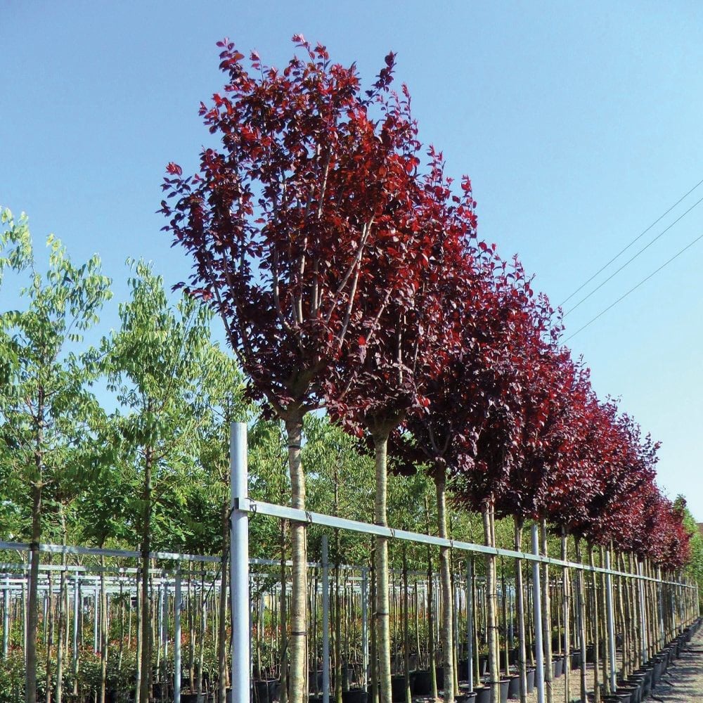 Süs Eriği Tijli Ağaç 200 Cm