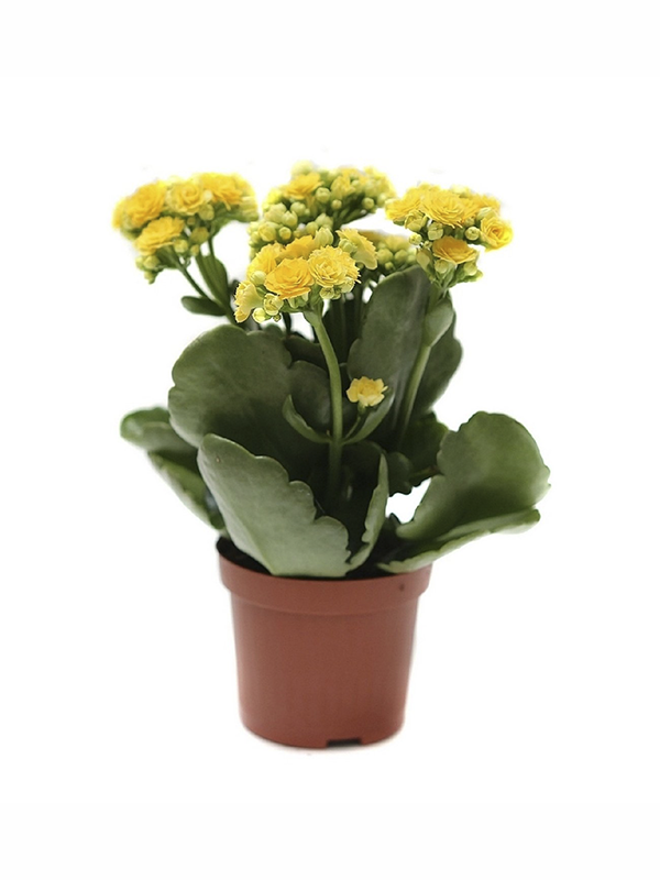 Sarı Kalanşo Çiçeği 20Cm-40Cm