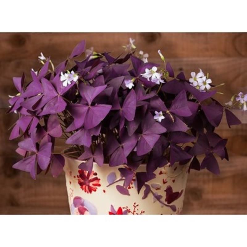 Süs Yoncası Fidanı 20Cm-40Cm