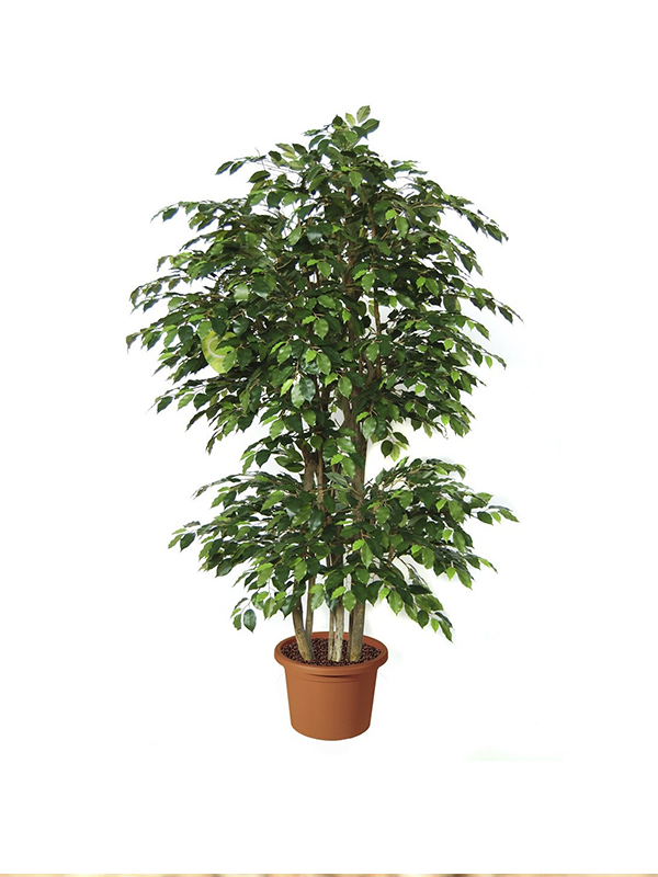 Yeşil Benjamin Ağacı Fidanı 40Cm-60Cm