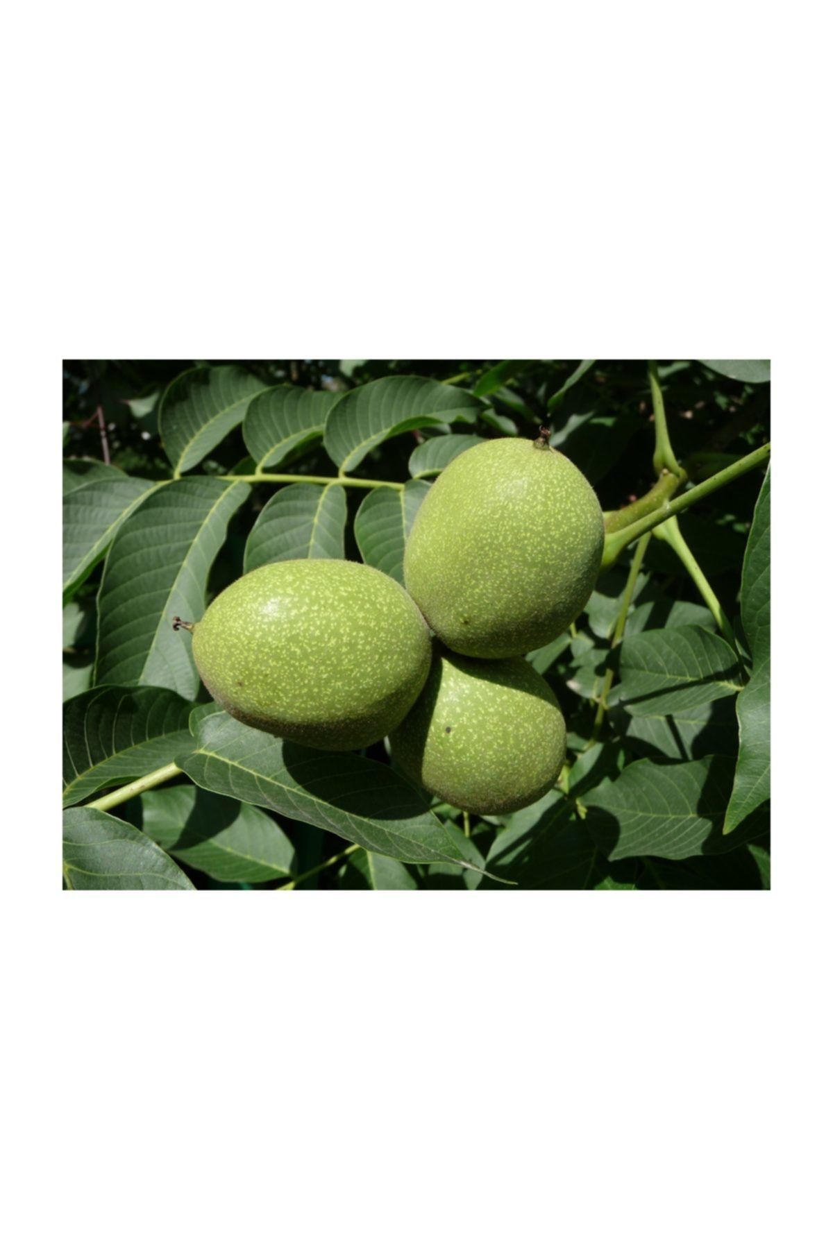 Yalova 3 Ceviz Fidanı 100 Cm - 120 Cm 3 Yaşında Saksılı