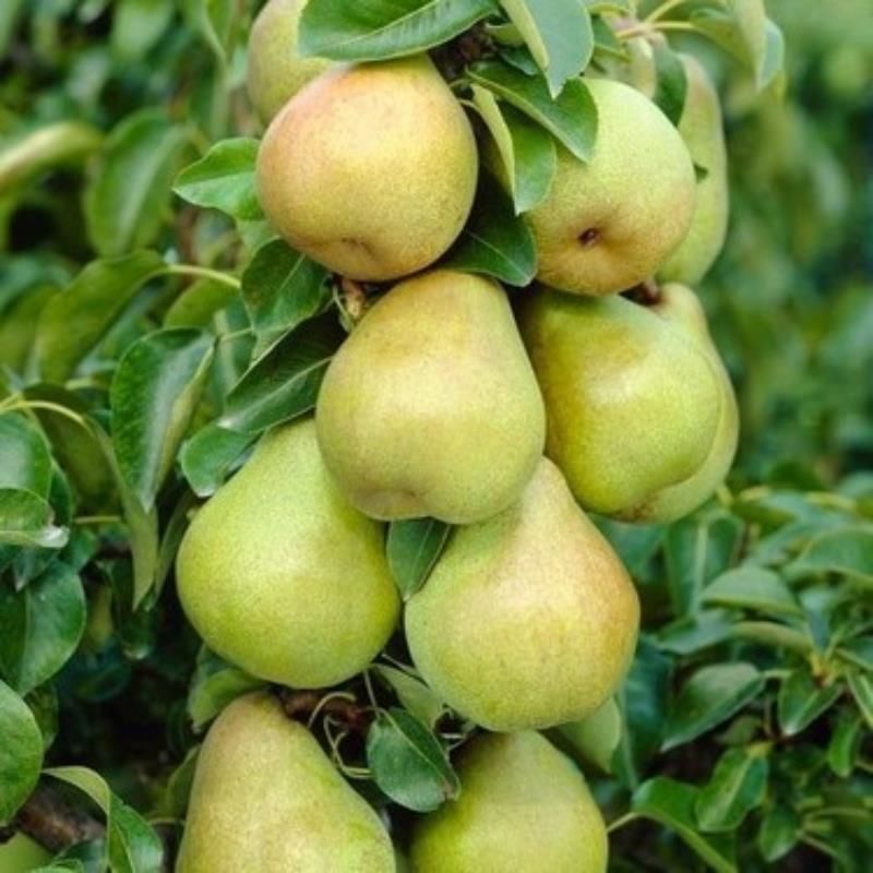 Comice Armut Fidanı ( 5 Yaş)