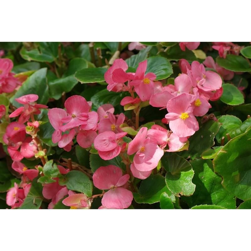 Şeker Pembe Katlı Begonya Çiçeği Fidanı 20Cm-40Cm