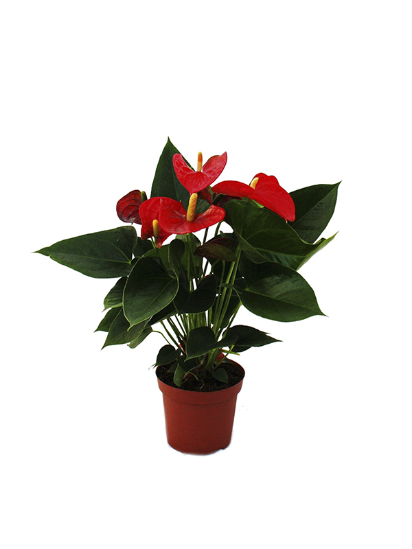Antoryum (Flamingo) Çiçeği 40Cm-60Cm