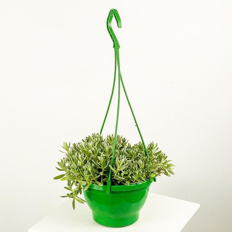Fare Kulağı Çiçeği Askılı Saksı 40Cm-60Cm