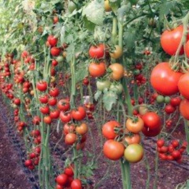 Sırık Domates Fidesi Tüplü 10 Adet