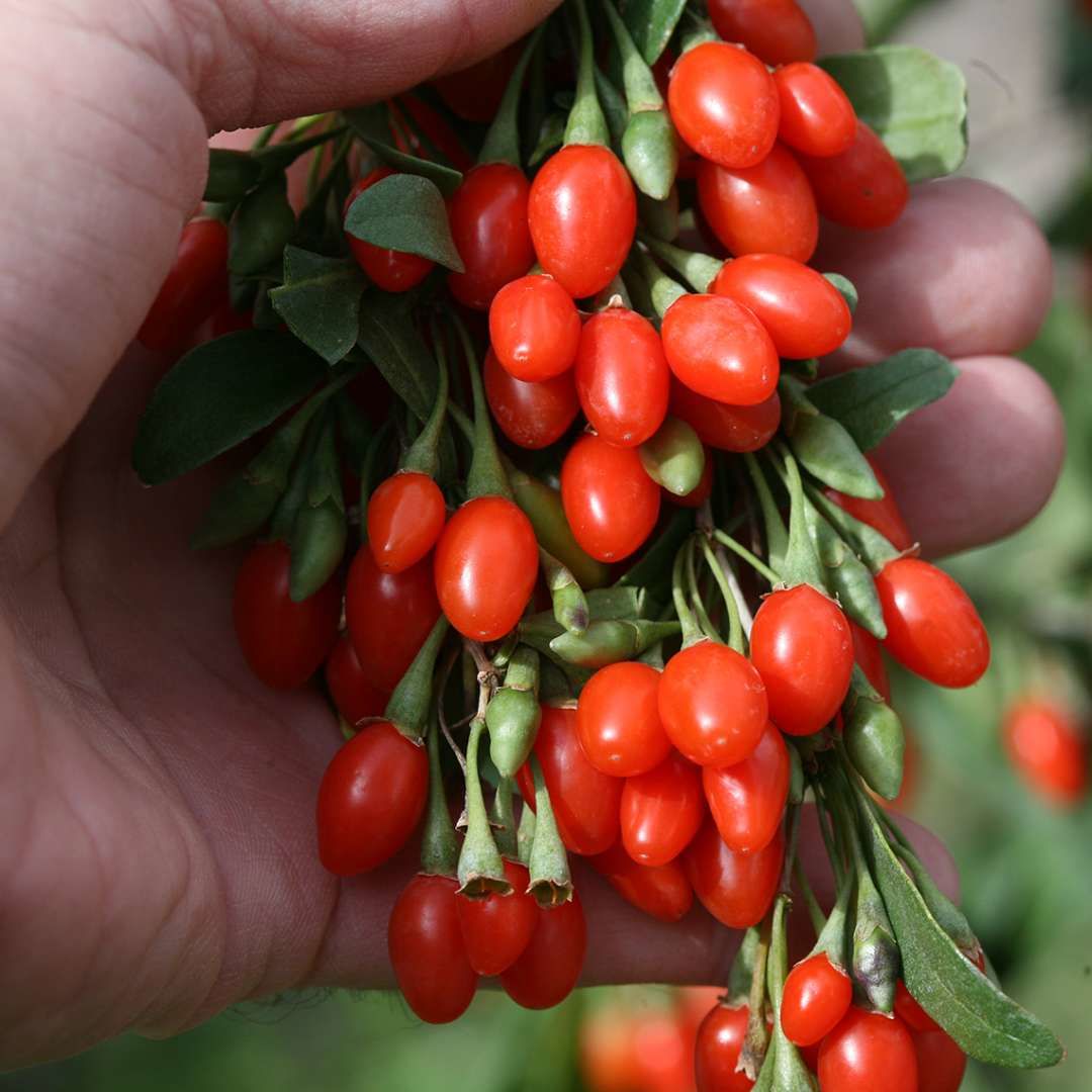 No 1 Gojiberry Fidanı 40 Cm 60 Cm