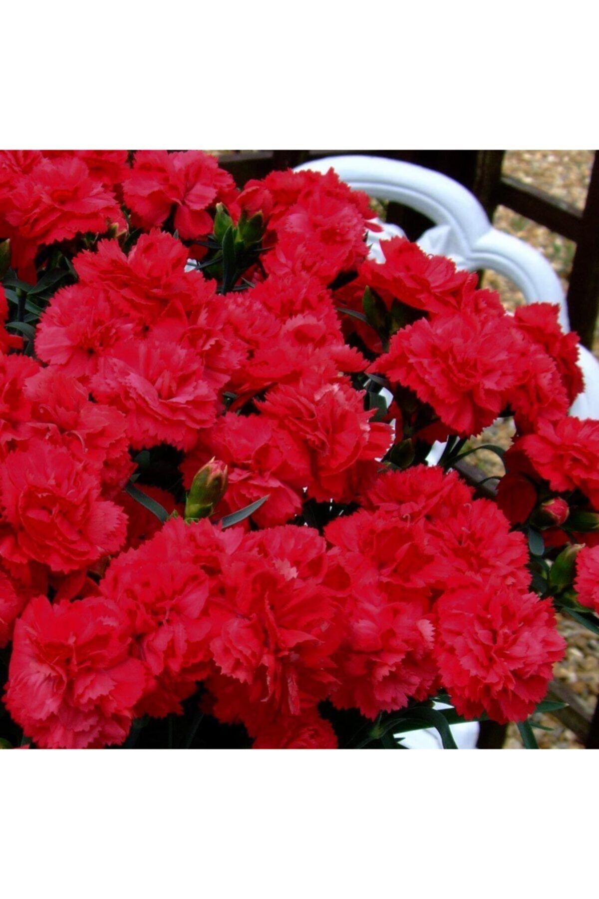 Kırmızı Bodur Karanfil Çiçeği 20Cm-40Cm