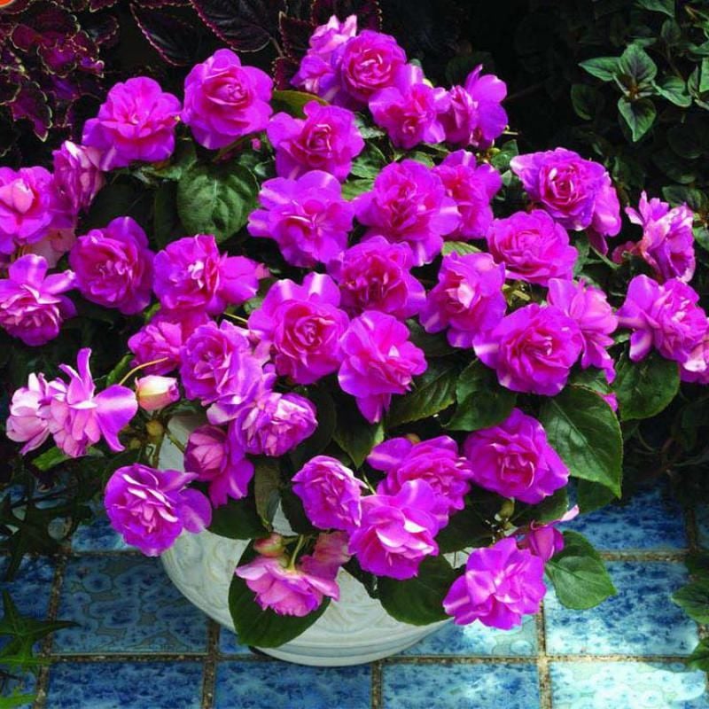 Mor Sardunya Çiçeği Fidanı 10Cm-30Cm