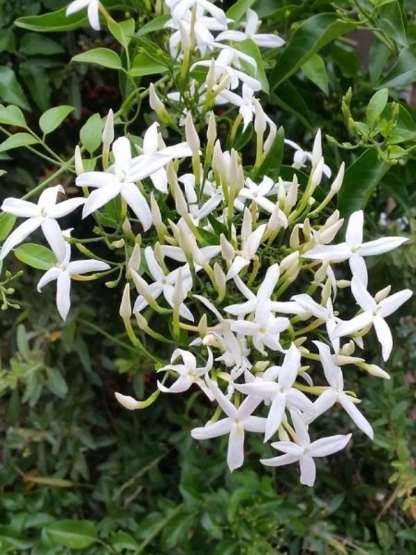 Limon Kokulu Yasemin Çiçeği Fidanı 80Cm-100Cm