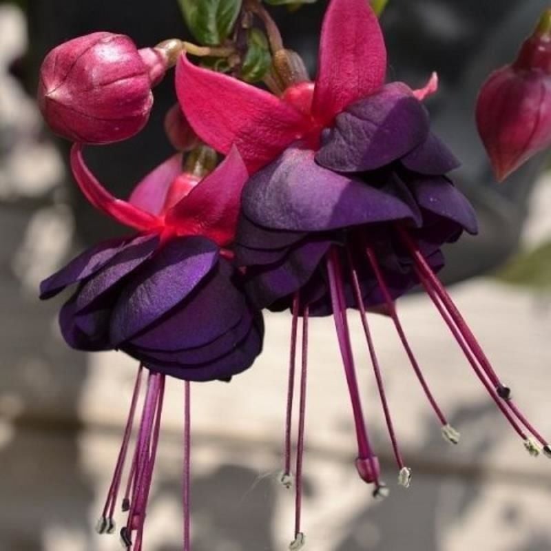 Küpe Çiçeği Bordo Darks Eyes Katmerli 20Cm-40Cm