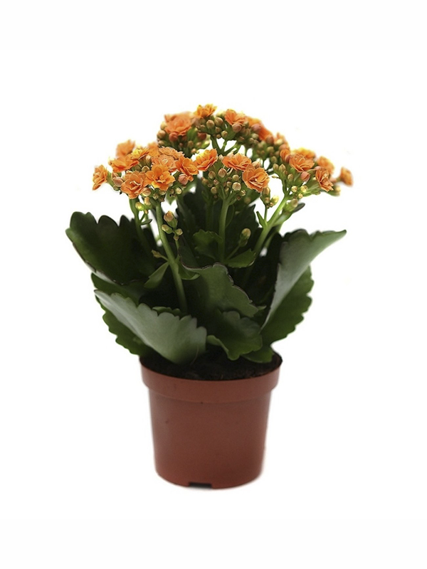 Turuncu Kalanşo Çiçeği 20Cm-40Cm
