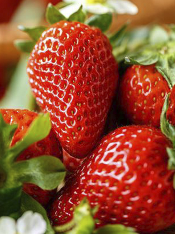 Çilek Fragaria Festival Fidesi 30 adet