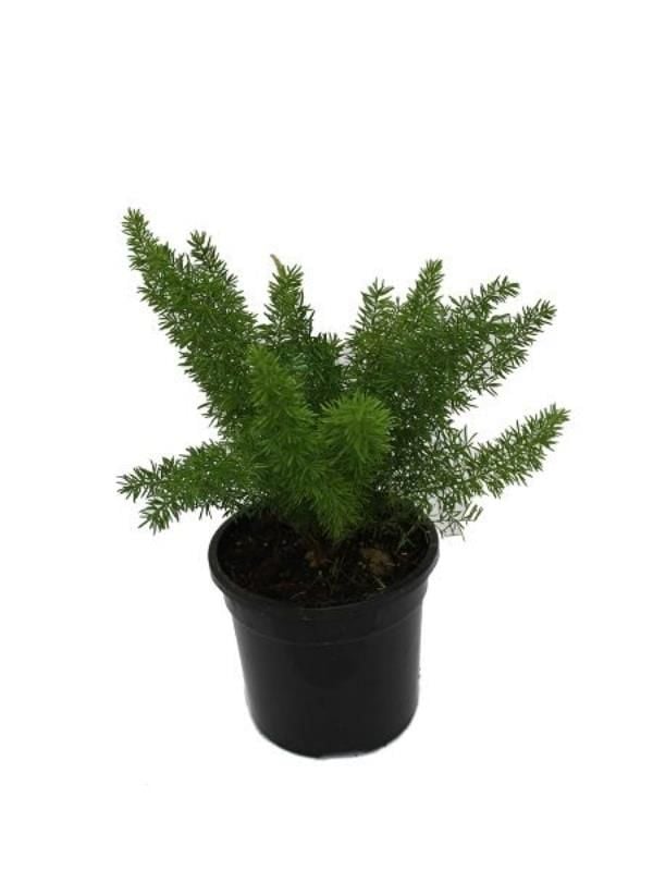 Gelin Teli Çiçeği Asparagus 20Cm-40Cm