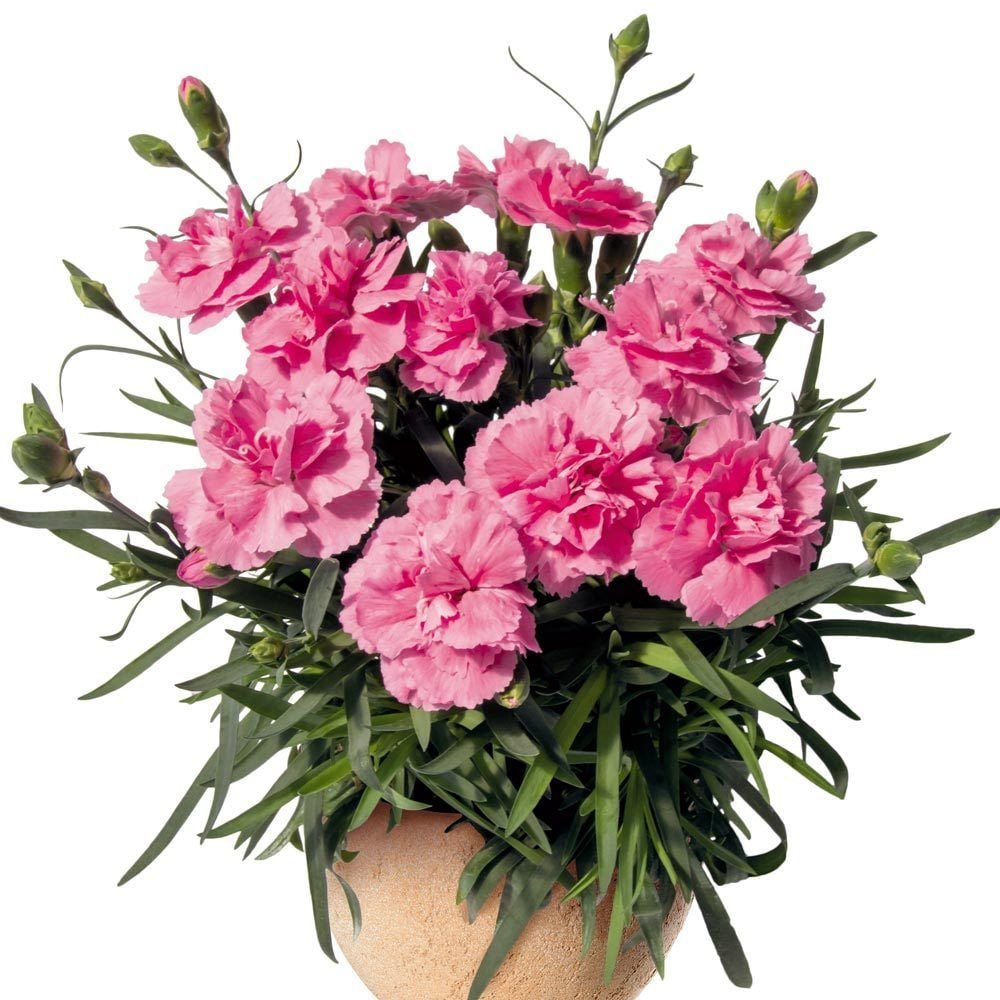 Pembe Bodur Karanfil Çiçeği 20Cm-40Cm