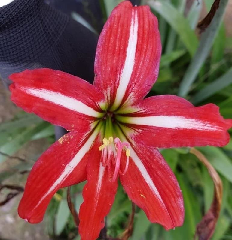Kırmızı Beyaz Amaryllis Zambak Fidanı 20Cm-40Cm