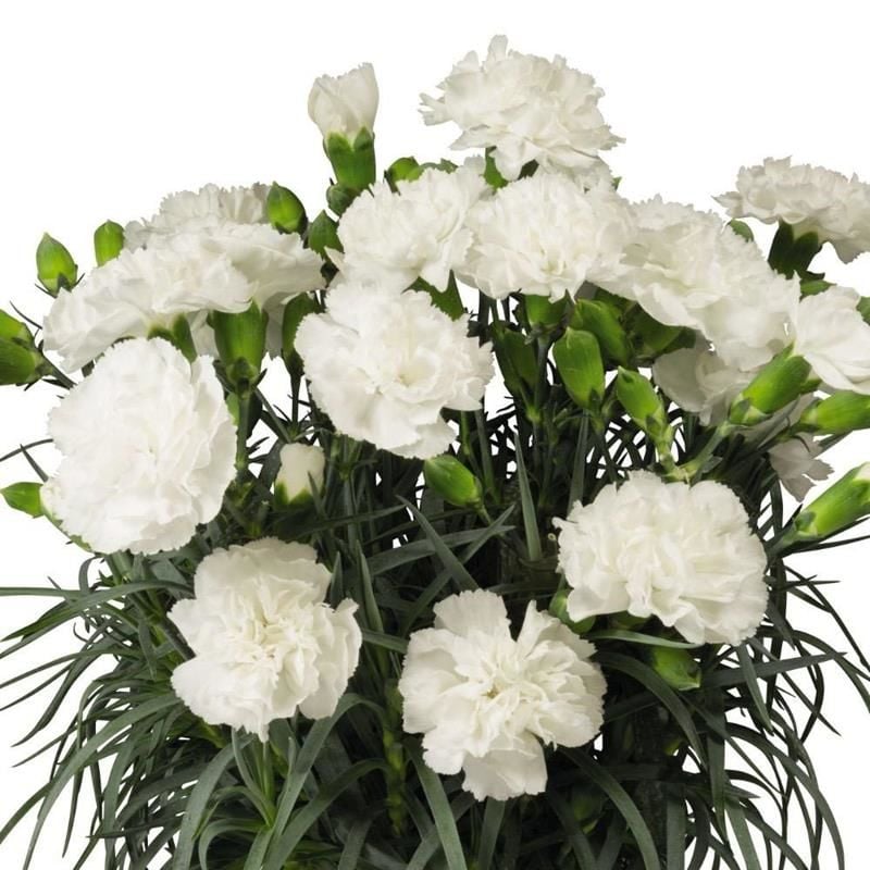 Beyaz Bodur Karanfil Çiçğei 20Cm-40Cm