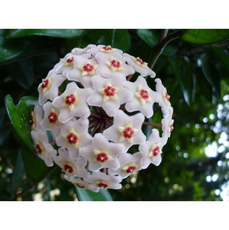 Mum Çiçeği Fidanı 60Cm-80Cm